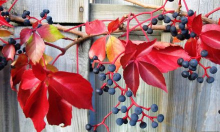 Top 23 termés, amikkel még szebb lesz az őszi dekoráció