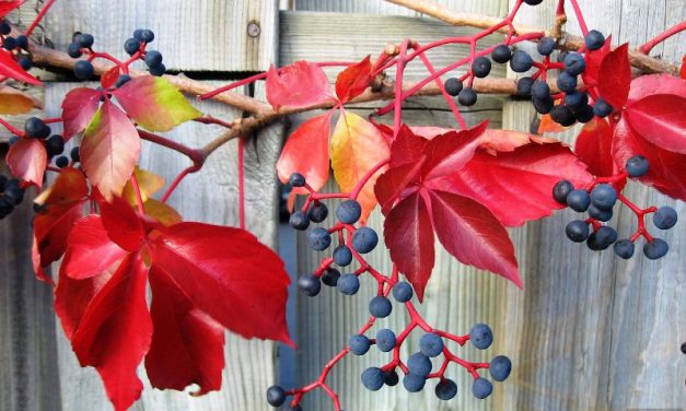 Top 23 termés, amikkel még szebb lesz az őszi dekoráció